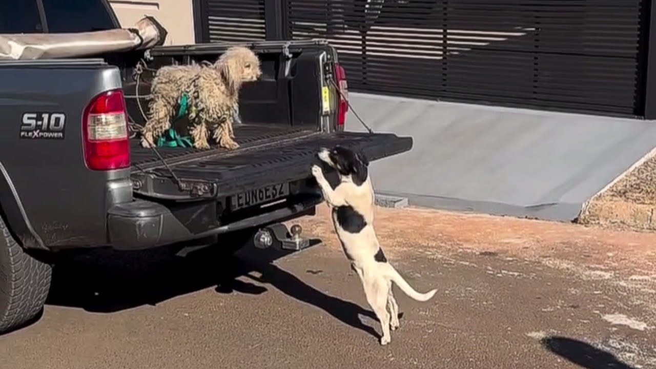 "Please, she’s all I have", The stray dog ran after me begging to get his wife back