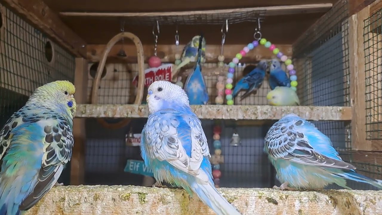 Parrot Behavior Moments