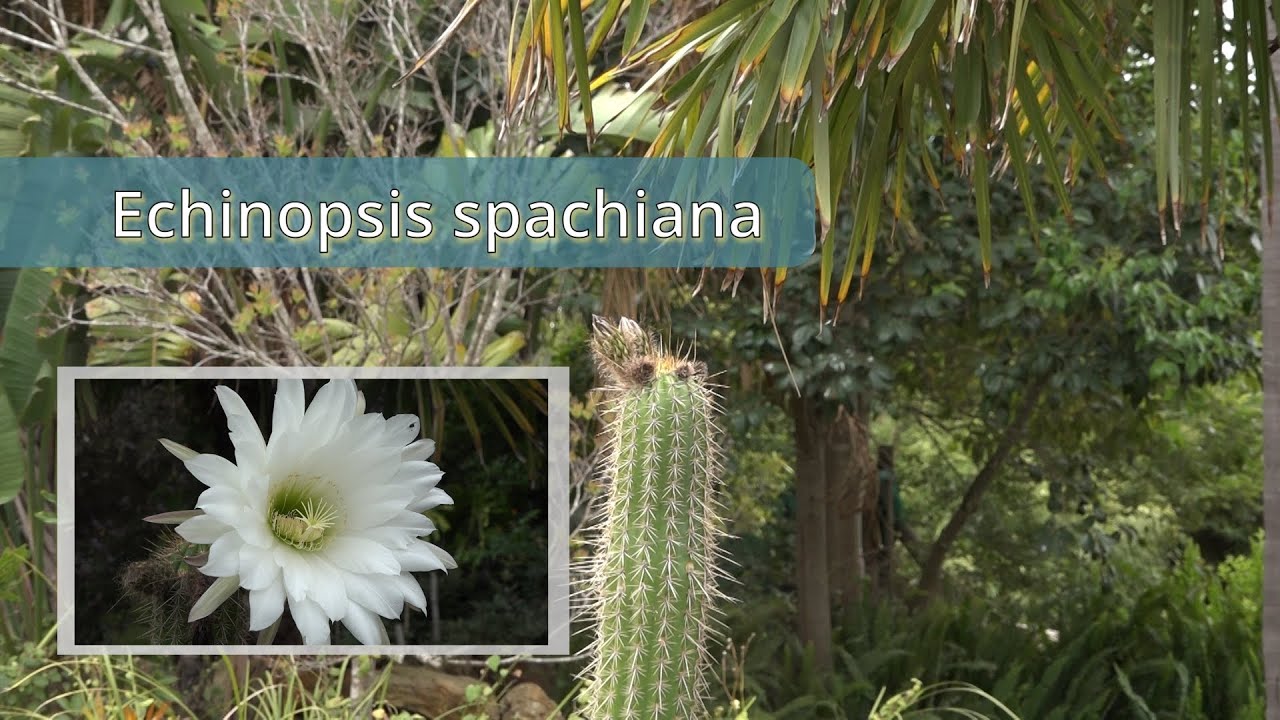 Cactus Flower ( Echinopsis spachiana)