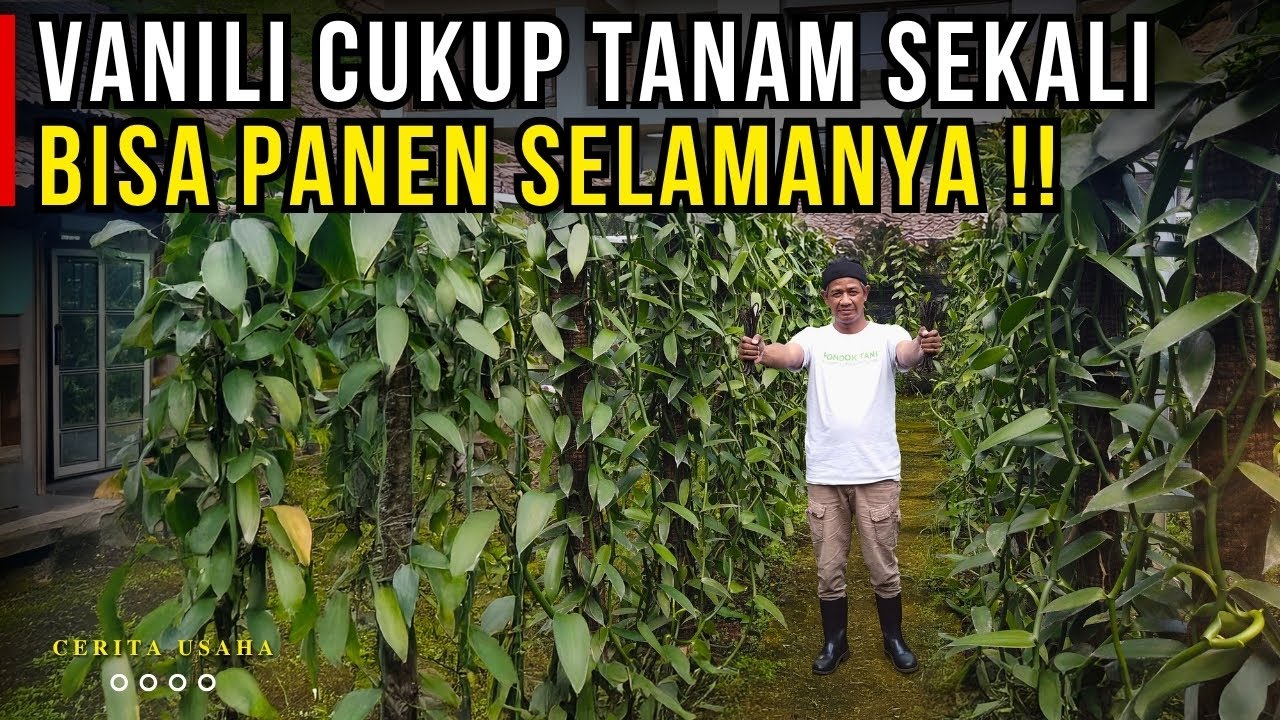 VANILI TANAM SEKALI BISA PANEN SELAMANYA SEPERTI MENABUNG EMAS DI HALAMAN RUMAH | CERITA USAHA