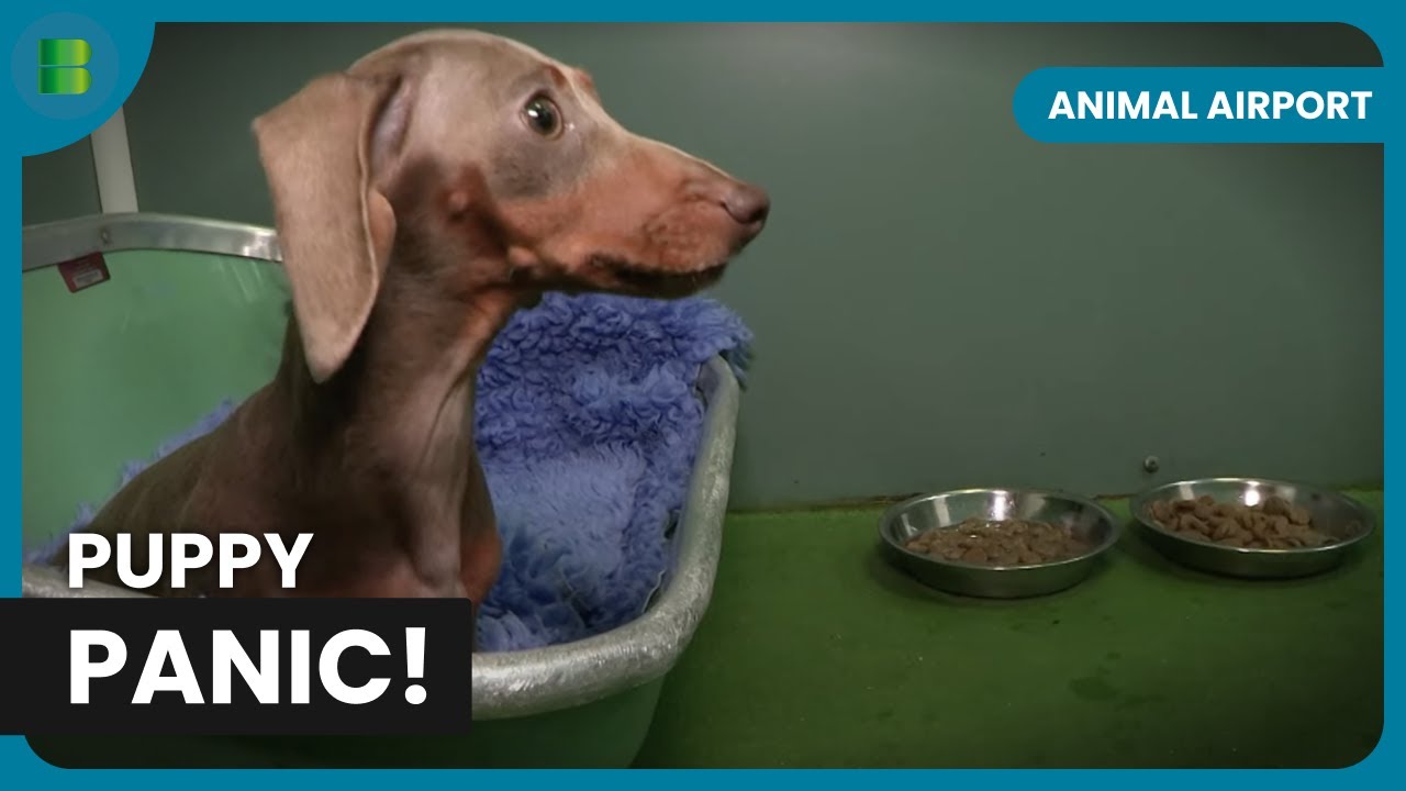 Exotic Animals Onboard—See Them Here! - Animal Airport - Animal Documentary