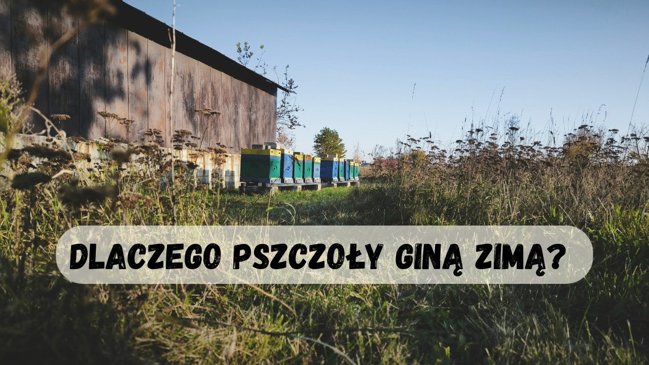 Dlaczego pszczoły giną zimą?