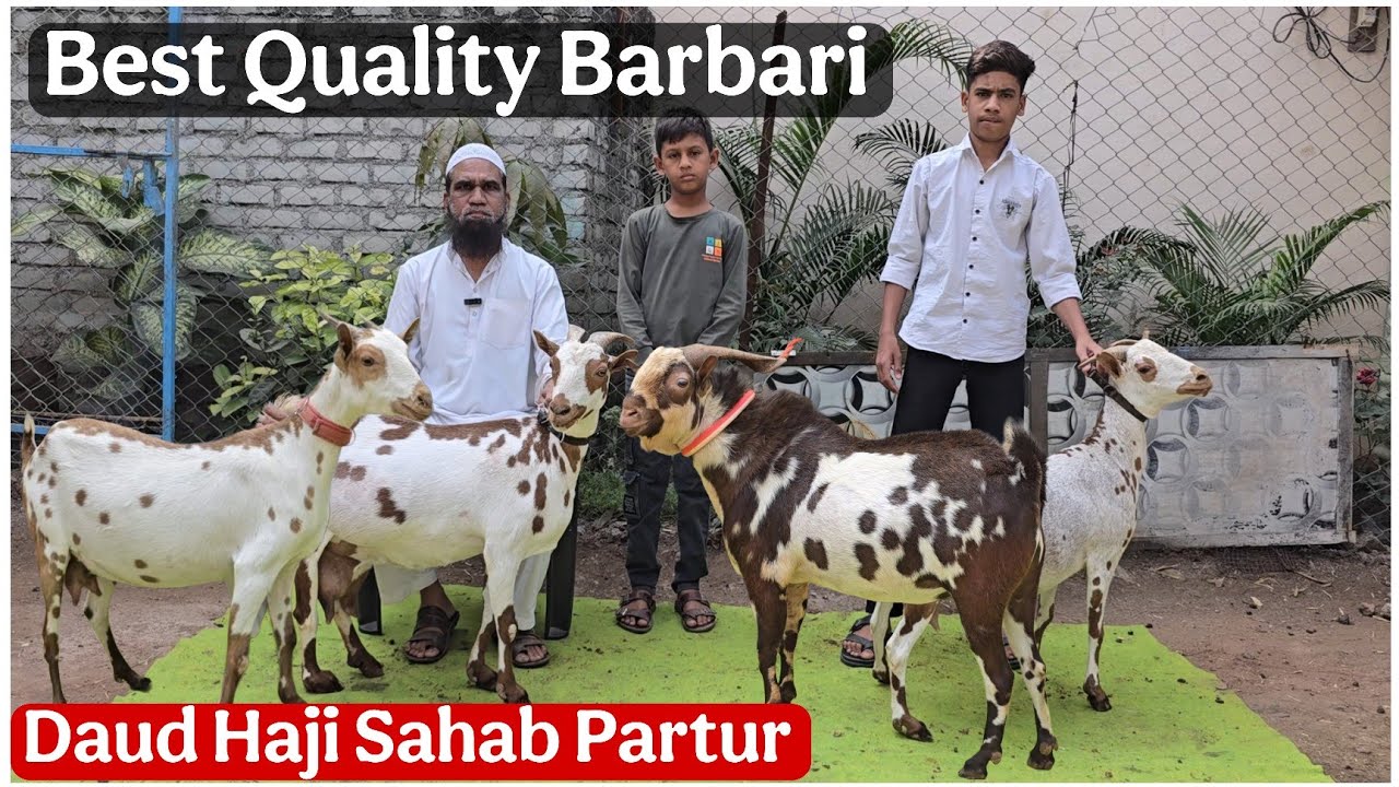 Top Quality Barbari collection of RF goat farm Daud Bhai Partur Maharashtra 