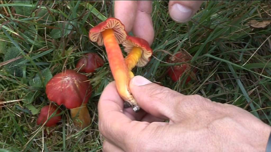 Hygrocybe Splendidissima @ Conoscere i funghi 18.10.2014