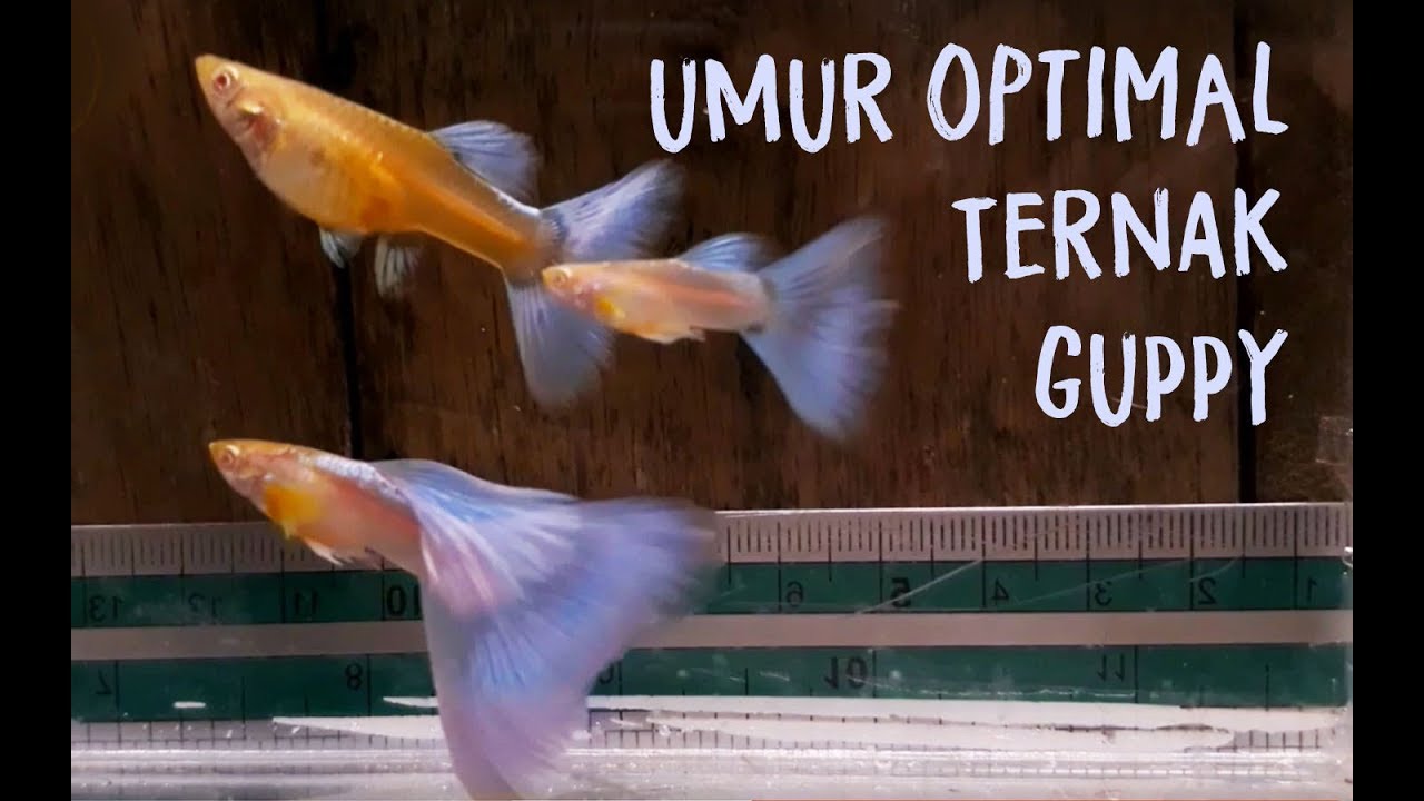 Usia Terbaik untuk mengawinkan Guppy