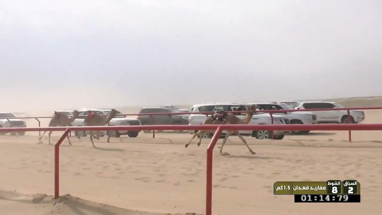 8 الشوط الثامن مفاريد قعدان السبت 24 01 2026