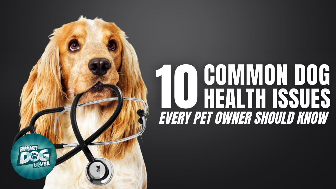 10 Common Dog Health Issues Every Pet Owner Should Know