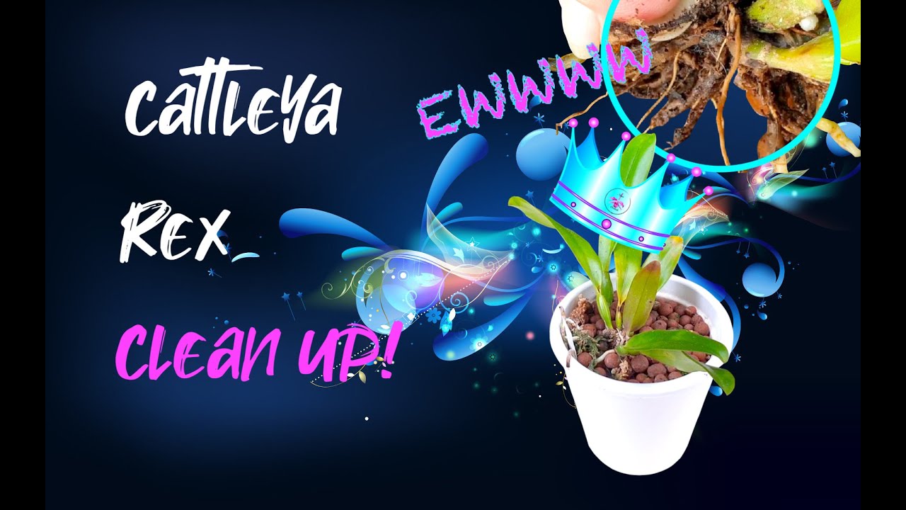 Cattleya rex clean up after 3 years in Self-Watering & Leca | Set Up Challenges  🤢 #ninjaorchids