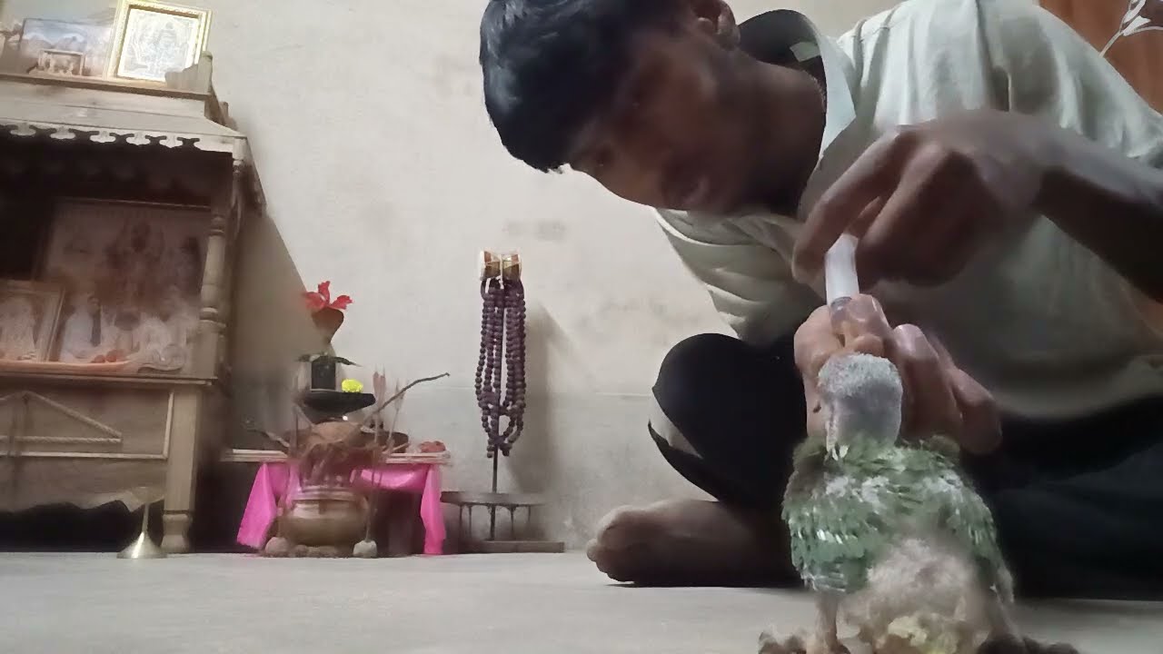 Chandana tiya Pakhi 🦜 😘 কিভাবে খাওয়াতে হয় #viralvideo #parthadaspd #vlog