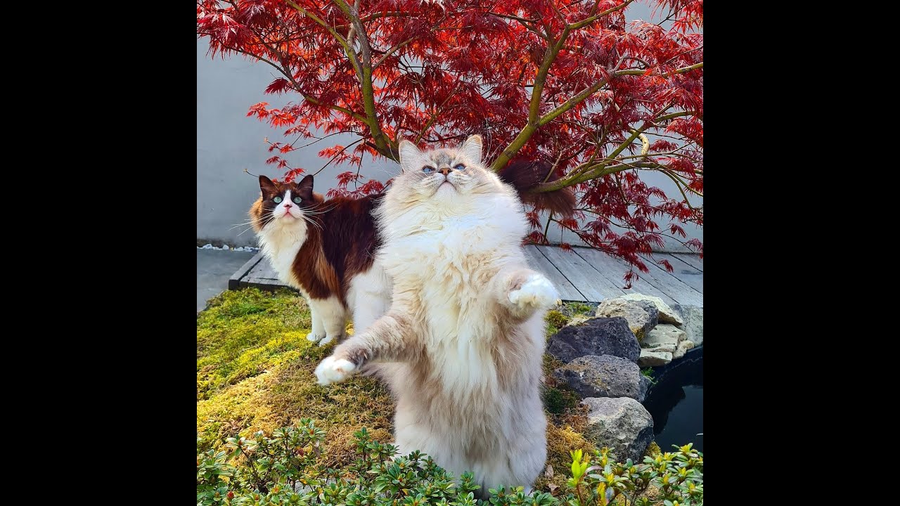 What Do Cats Like In A Garden