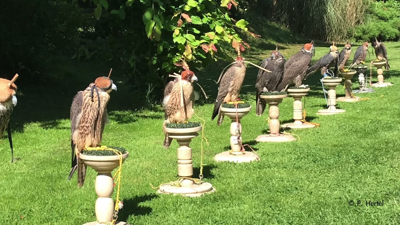 PHIL FALCONS CENTER