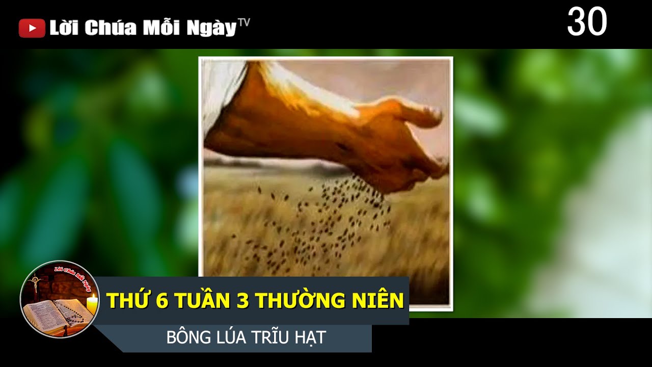 THỨ 6 TUẦN 3 THƯỜNG NI&Ecirc;N B&Ocirc;NG L&Uacute;A TRĨU HẠT