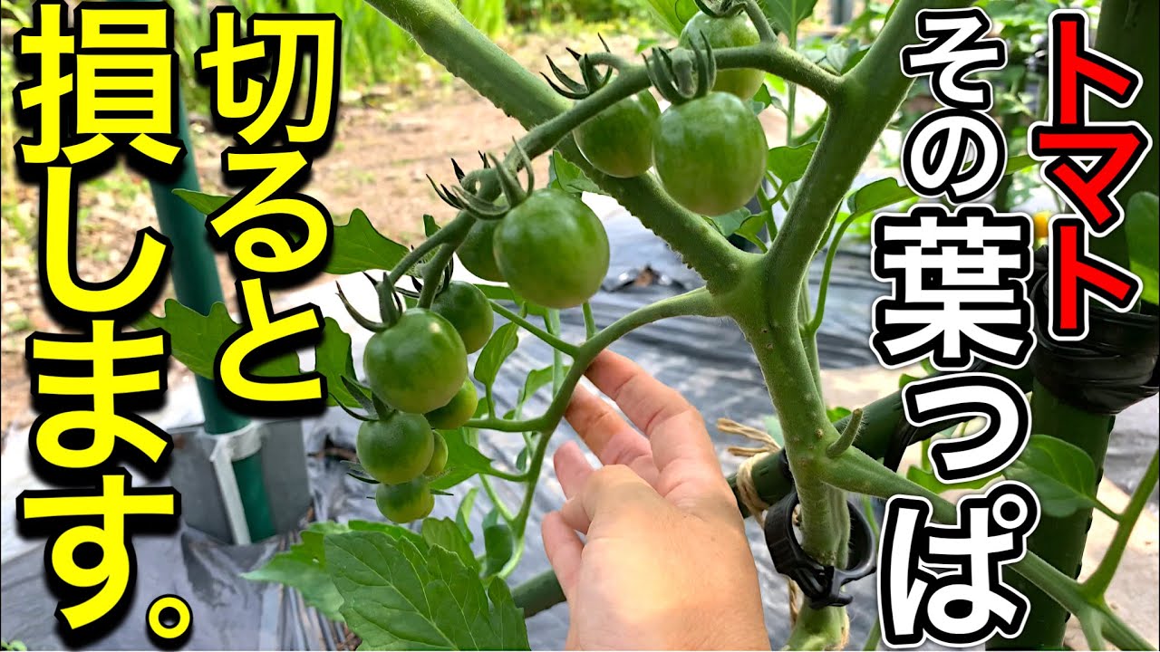 トマトの葉を落とすタイミング。重要な下葉、葉かきのやり方を徹底解説！初心者も分かりやすく簡単♪