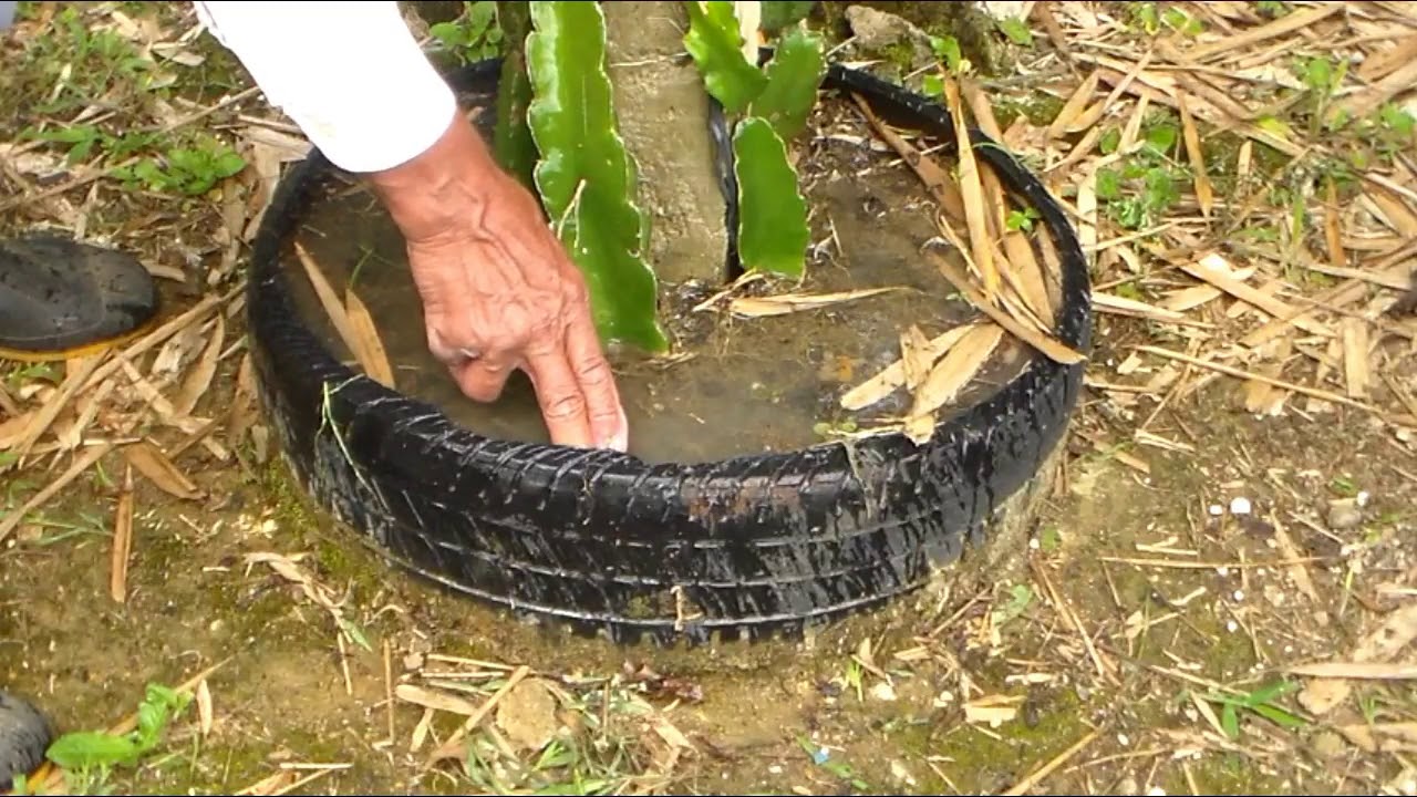 pitaya planta amarelando e fraca veja uma das causas e o que fazer   Americo Brazil informa