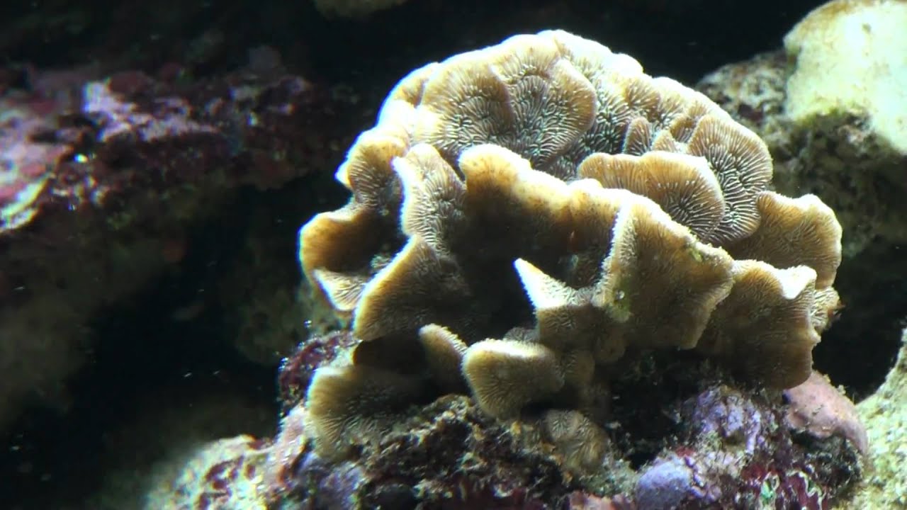 Pavona cactus stony coral