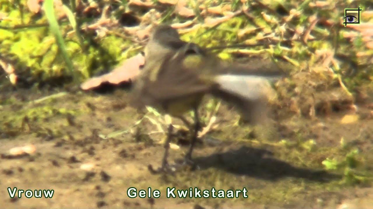 20150423-Gele kwikstaart- Groenpootruiter