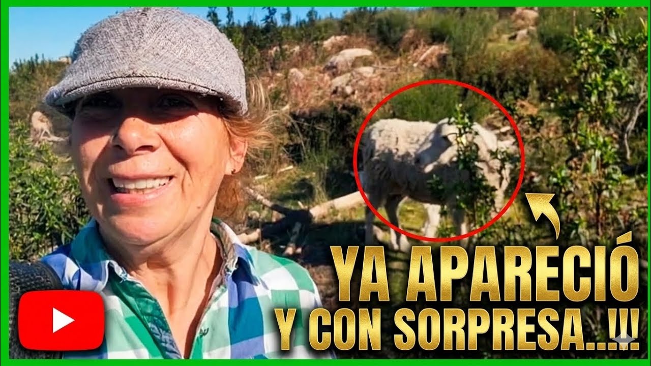LA OVEJA HA DESAPARECIDO Y NO LA ENCUENTRO!!