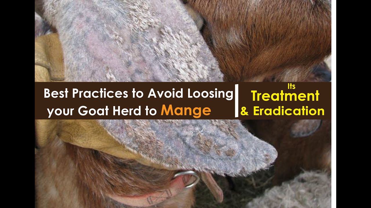 You could loose your goat herd to Mange if you do not do the following!