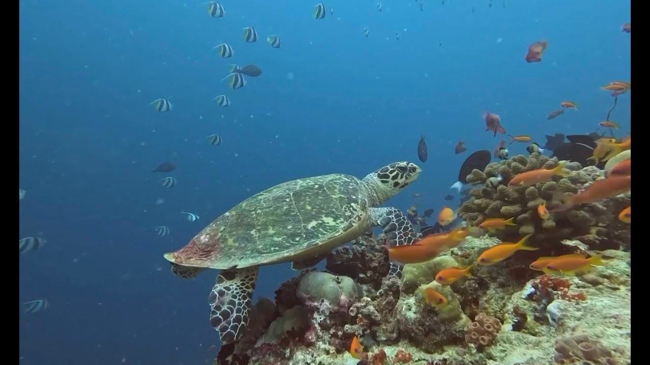 CORAL REEFS OF THE MALDIVES, RAA ATOLL   SEPTEMBER 24