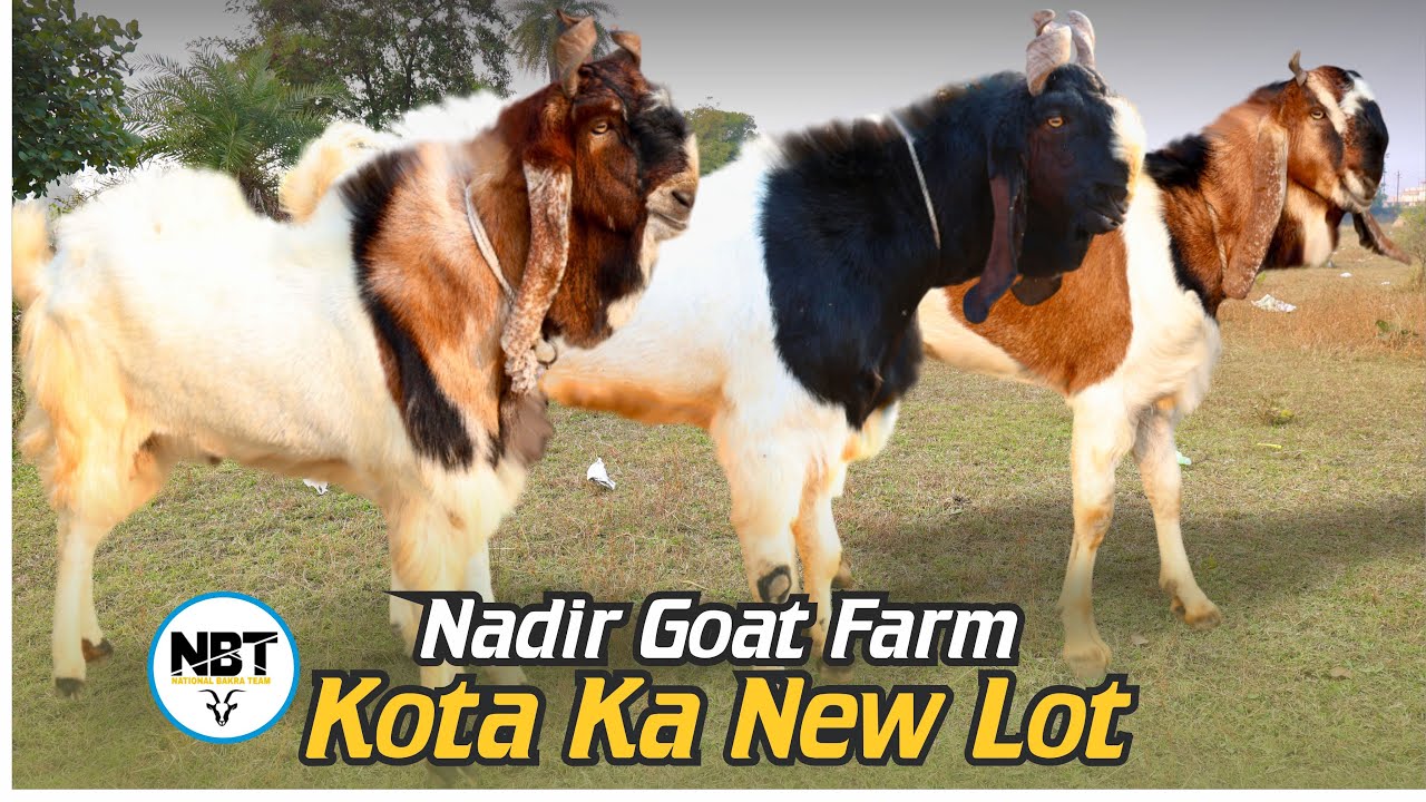 Kota Ka New Lot At Nadir Goat Farm