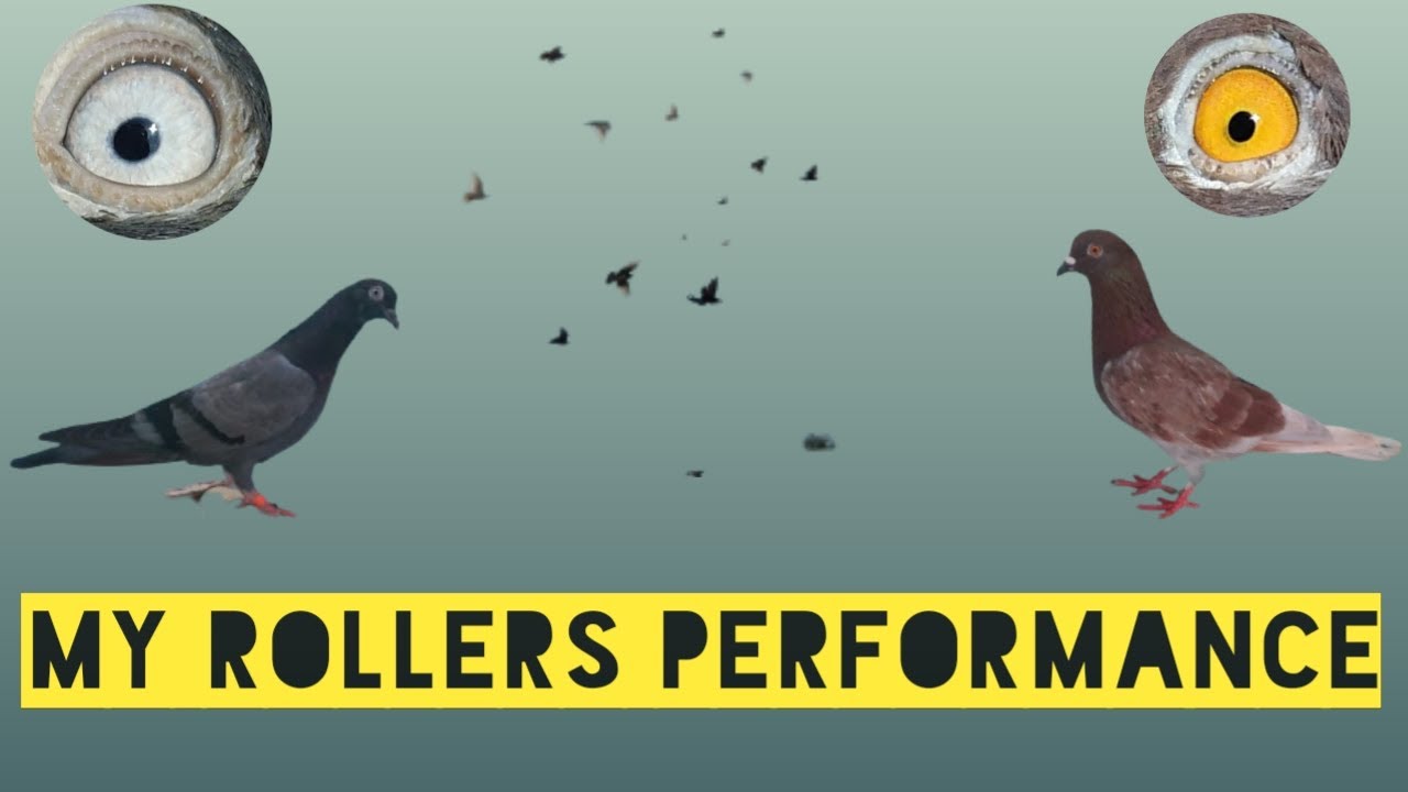Racing PGNs performance....