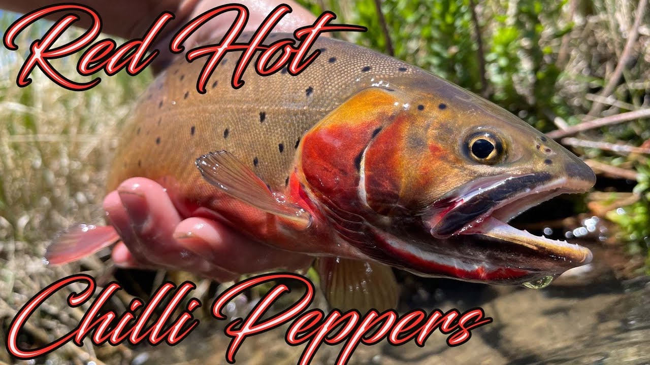 Fly Fishing Colorado - CUTTHROAT CHRONICLES ''Red Hot Chili Peppers''