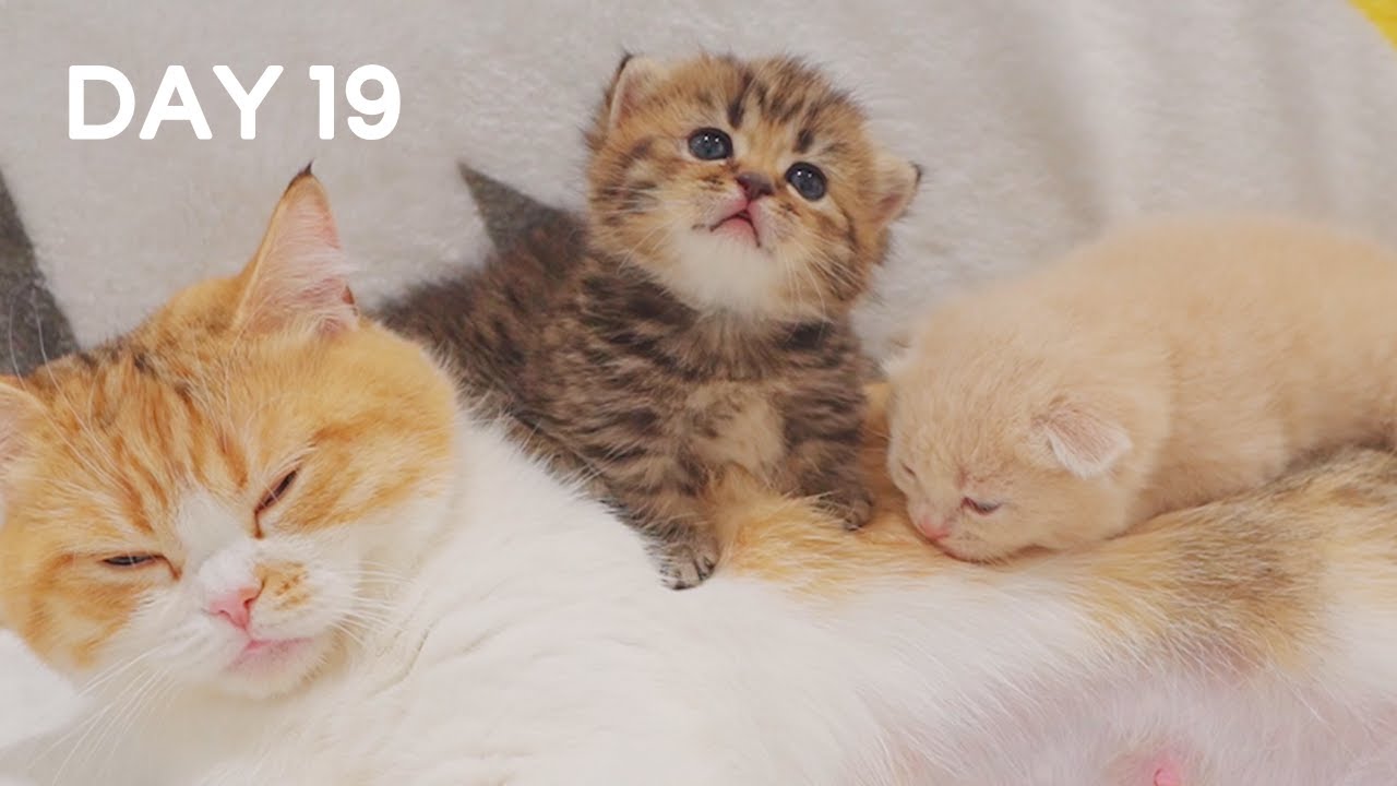 Being Cat Mom Is Not Easy (ASMR) - Day 19 @ Baby Kittens Day 1 to Day 100 Lucky Paws Vlogs