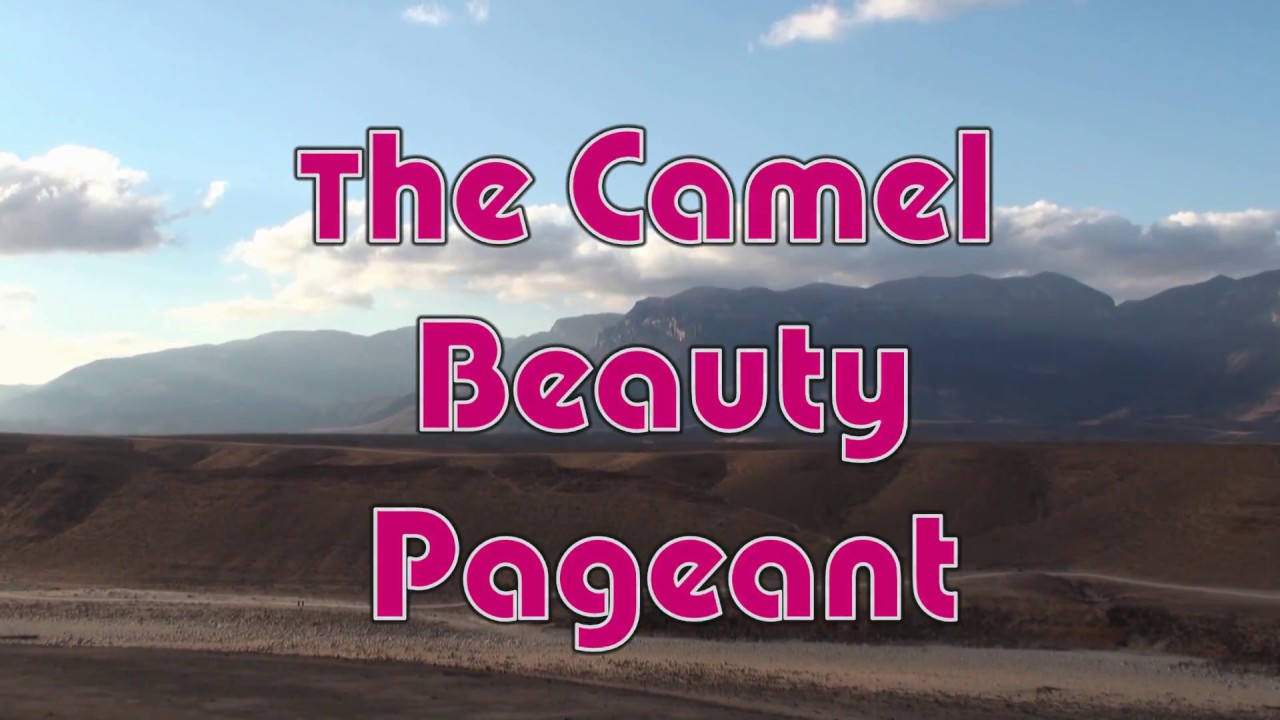 Camel Beauty Pageant in Oman