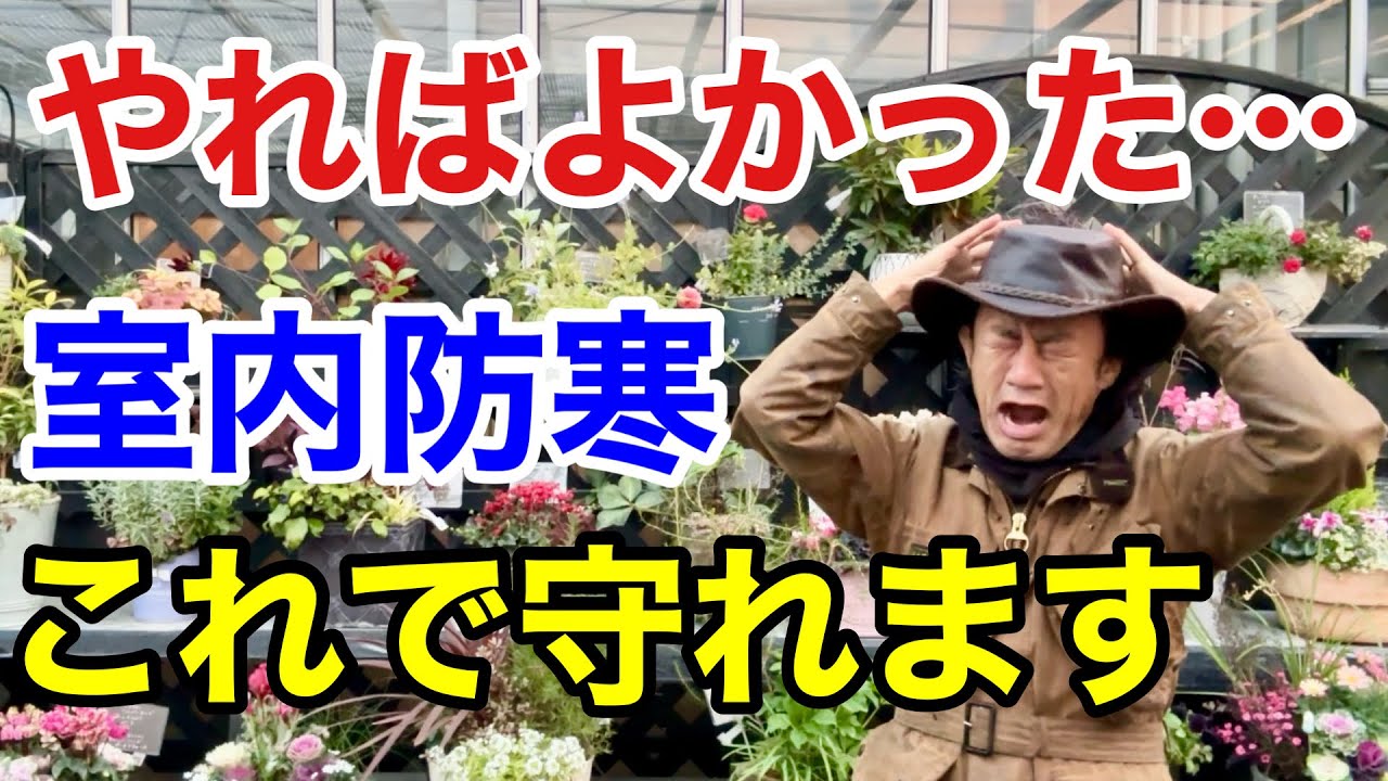 【そのままではダメ】室内での植物防寒対策の仕方教えます　　【カーメン君】【園芸】【ガーデニング】【初心者】
