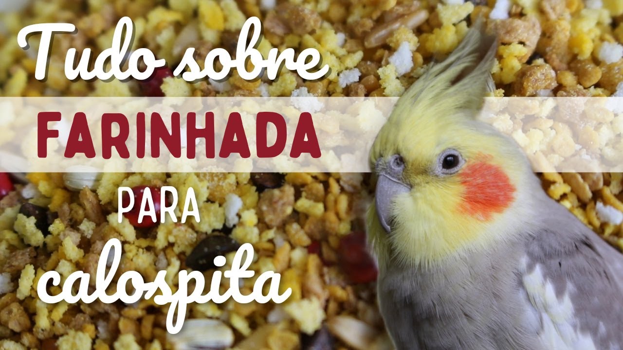 Tudo sobre FARINHADA PARA CALOPSITA