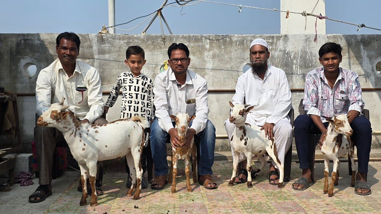 Barbari goats at Partur Maharashtra 