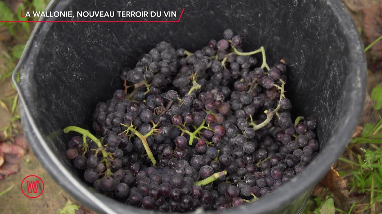 Dossier : Wallonie, le nouveau terroir du vin