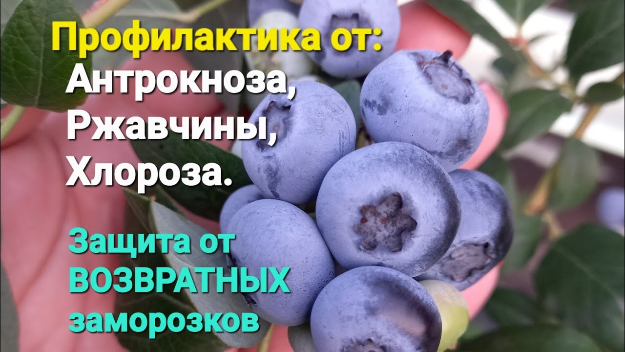 2я обработка голубики: от антрокноза, ржавчины,  хлороза и т.д., а также ВОЗВРАТНЫХ заморозков.