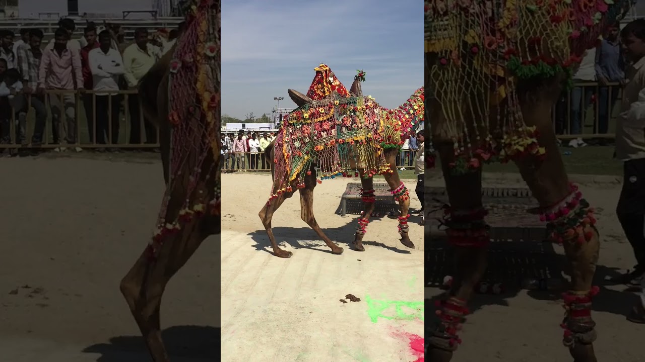 moriyo 🐫🐫🐫🐫🐫 #viralvideo