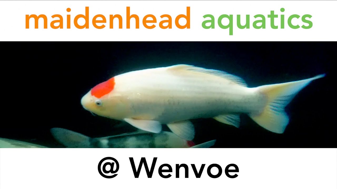Maidenhead Aquatics @ Wenvoe