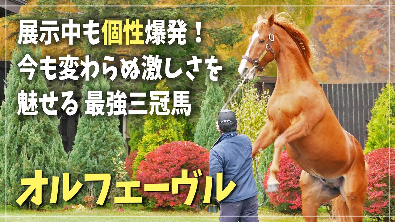 【オルフェーヴル】黄金に輝く暴君として愛される個性派三冠馬