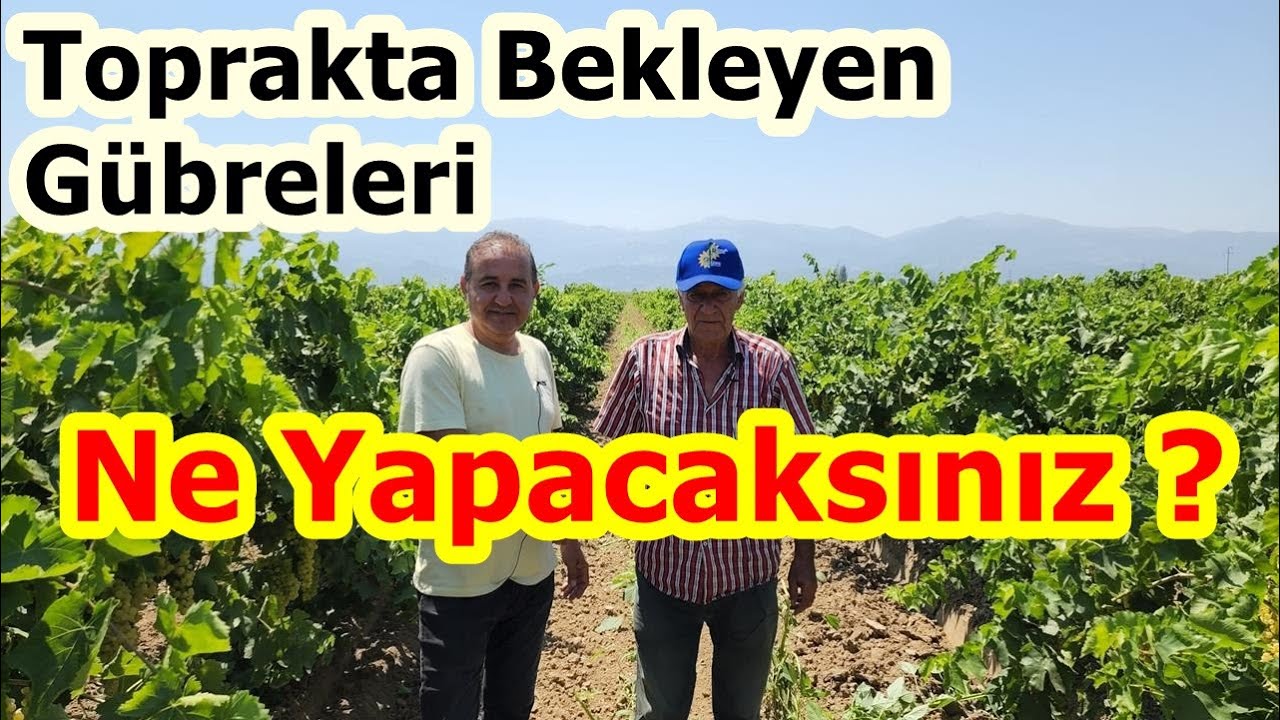 Üzüm Gübreleme - Salihli Bağcılık - Toprakta Bekleyen Gübreler Bitkiye Nasıl Aldırılır - Bağ Gübresi