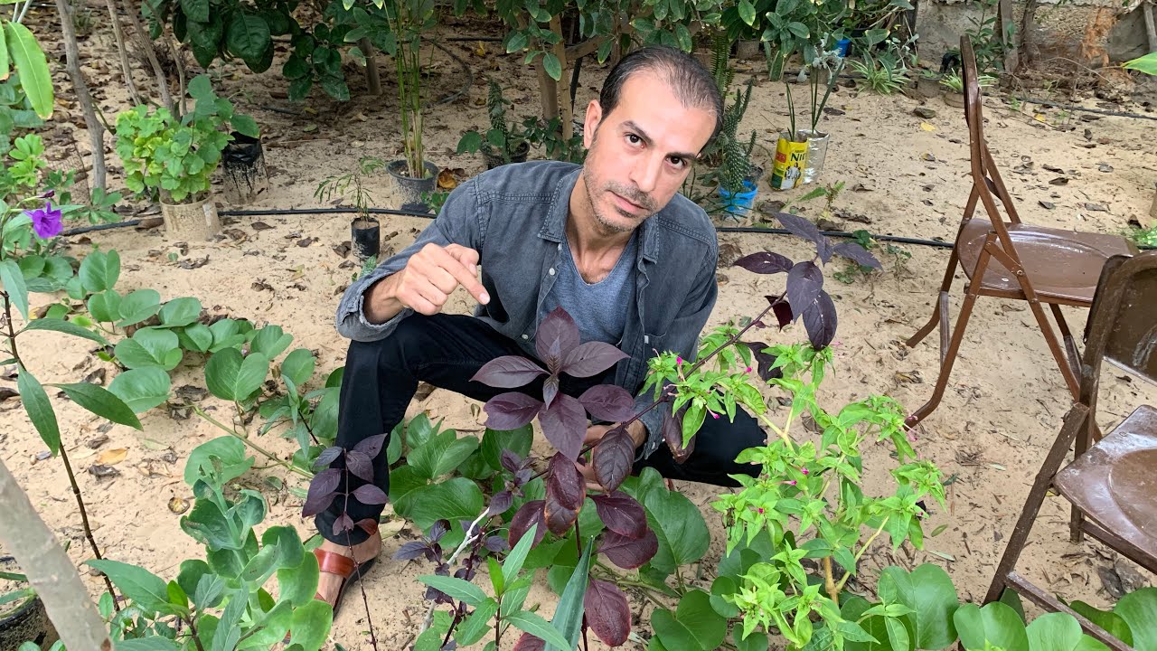 لو عاوز نباتاتك واشجارك تبقي قوية ونضرة ويافعة مثل نباتات المشاتل 🌱 تجنب هذه الأخطاء العشرة فورًا