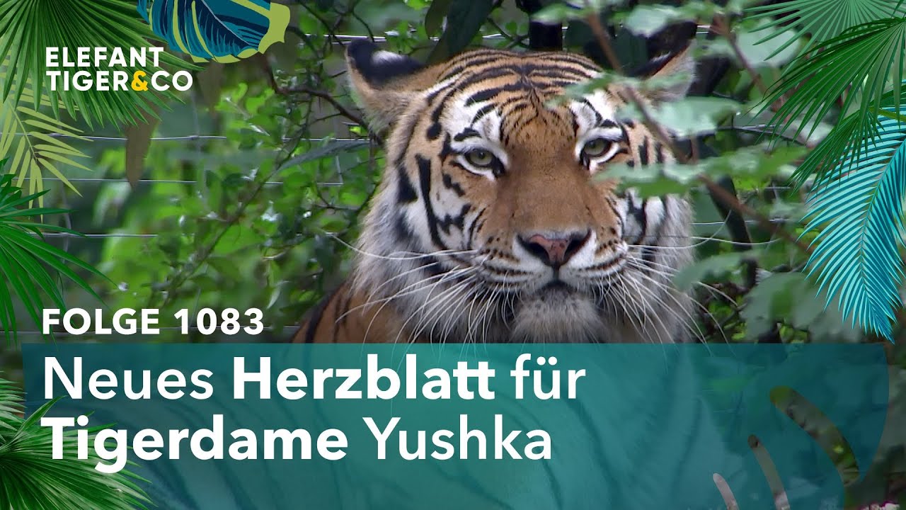 Der Zoo Leipzig hat einen neuen Tiger! (Folge 1083) | Elefant, Tiger & Co. | MDR