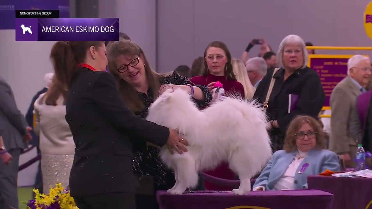 American Eskimo Dogs | Breed Judging 2026