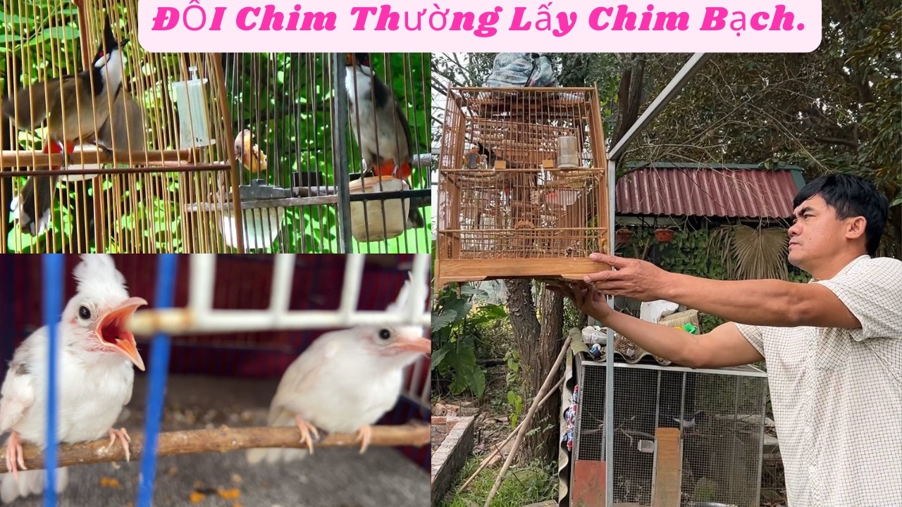 Phi Vụ Đầu Ti&ecirc;n Đổi Chim Ch&agrave;o M&agrave;o Bạch Lấy Chim Thường Cho C&aacute;c B&aacute;c C&ugrave;ng Đam M&ecirc;.
