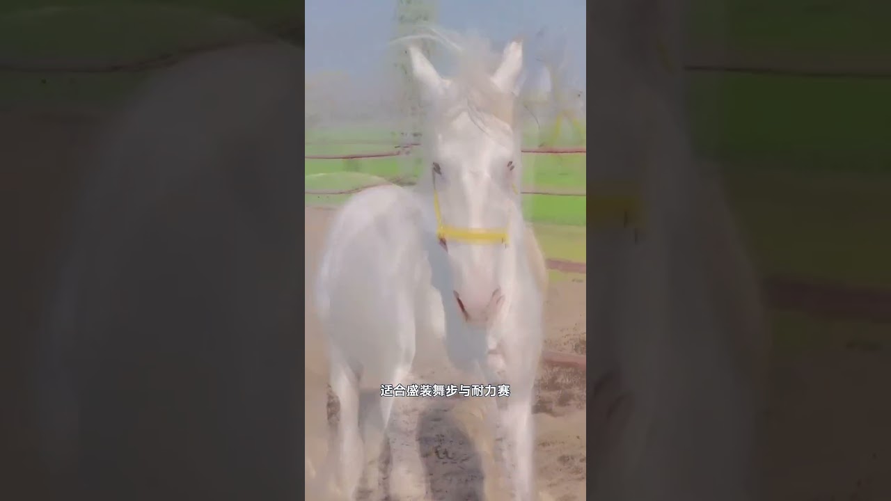 世界 十大特色馬種 帶你認識十種馬#神奇動物在抖音 #汗血寶馬 #不同馬之間的差別還是挺大的 #動物世界