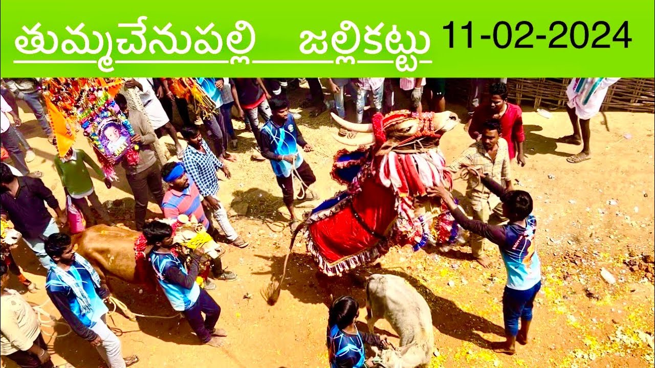 తుమ్మచేనుపల్లి  జల్లికట్టు  2024/02/11 