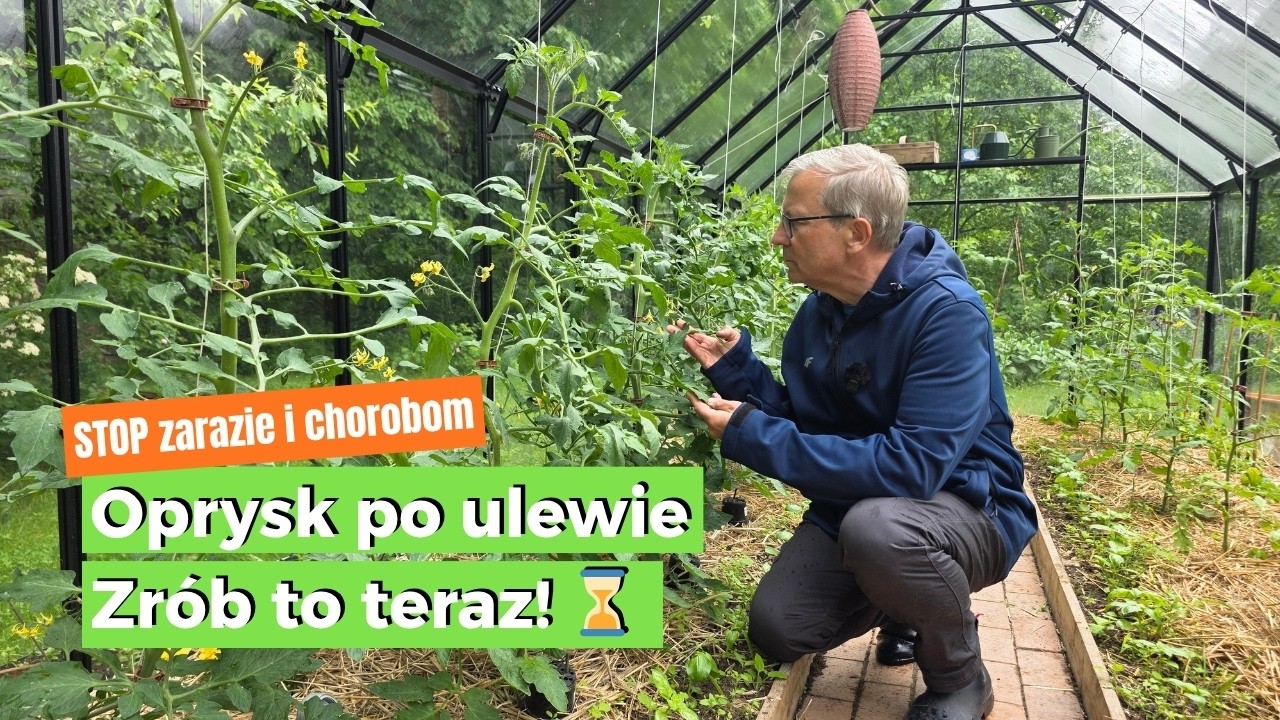 Jak ratować ogr&oacute;d po ulewie? Ekologiczna ochrona przed zarazą, mączniakiem i chorobami jabłoni.