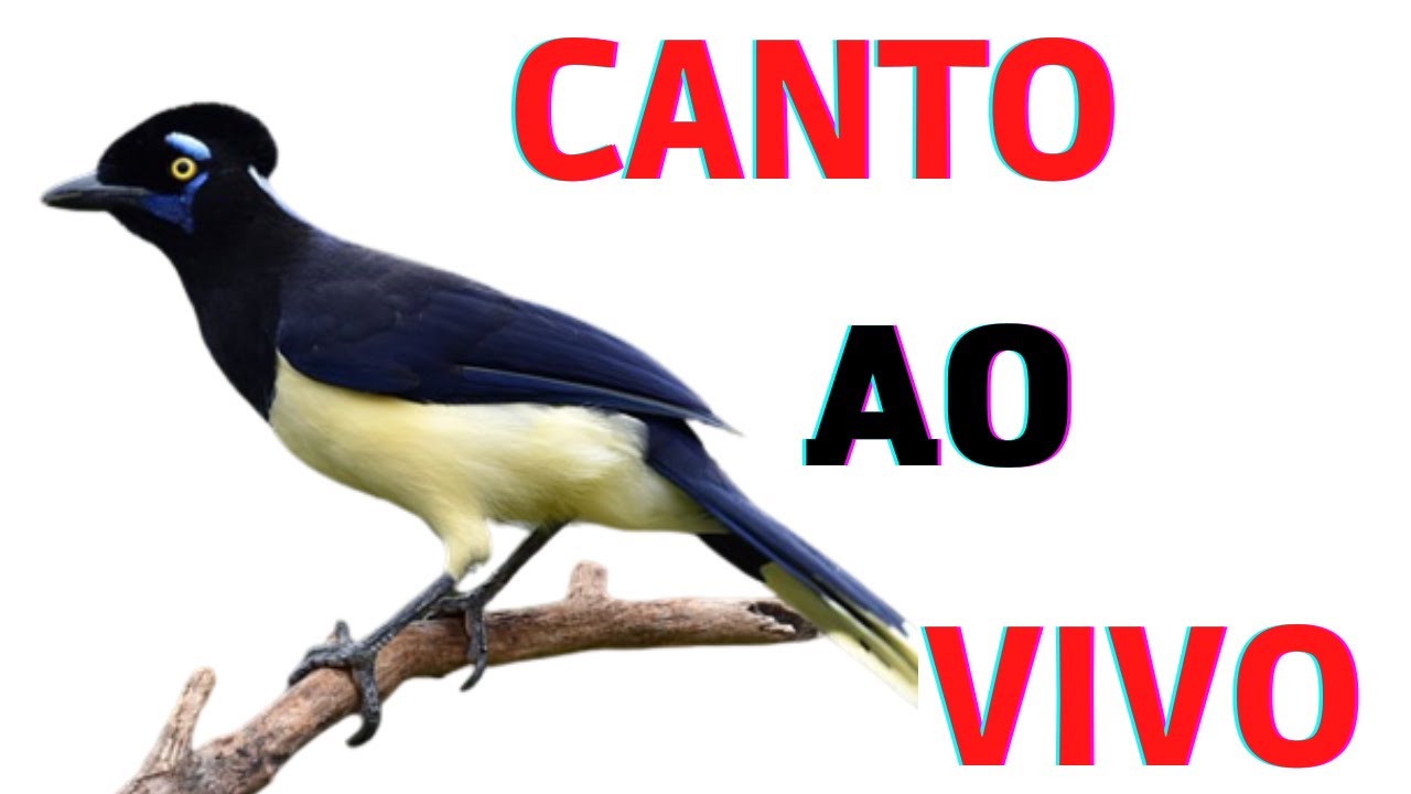 Gralha Canc&atilde; - Canc&atilde;o Canto/Som Ao Vivo P&aacute;ssaros Do Sert&atilde;o/Caatinga