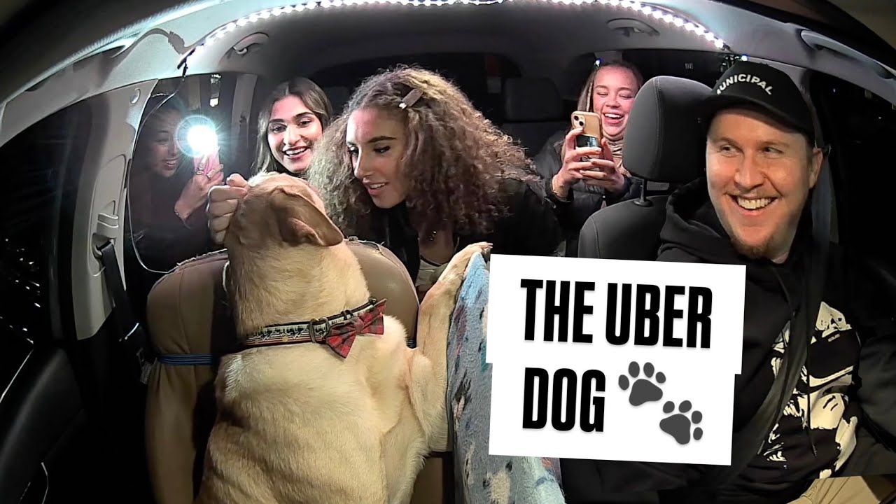 The Cutest Uber Dog Greets Passengers!!