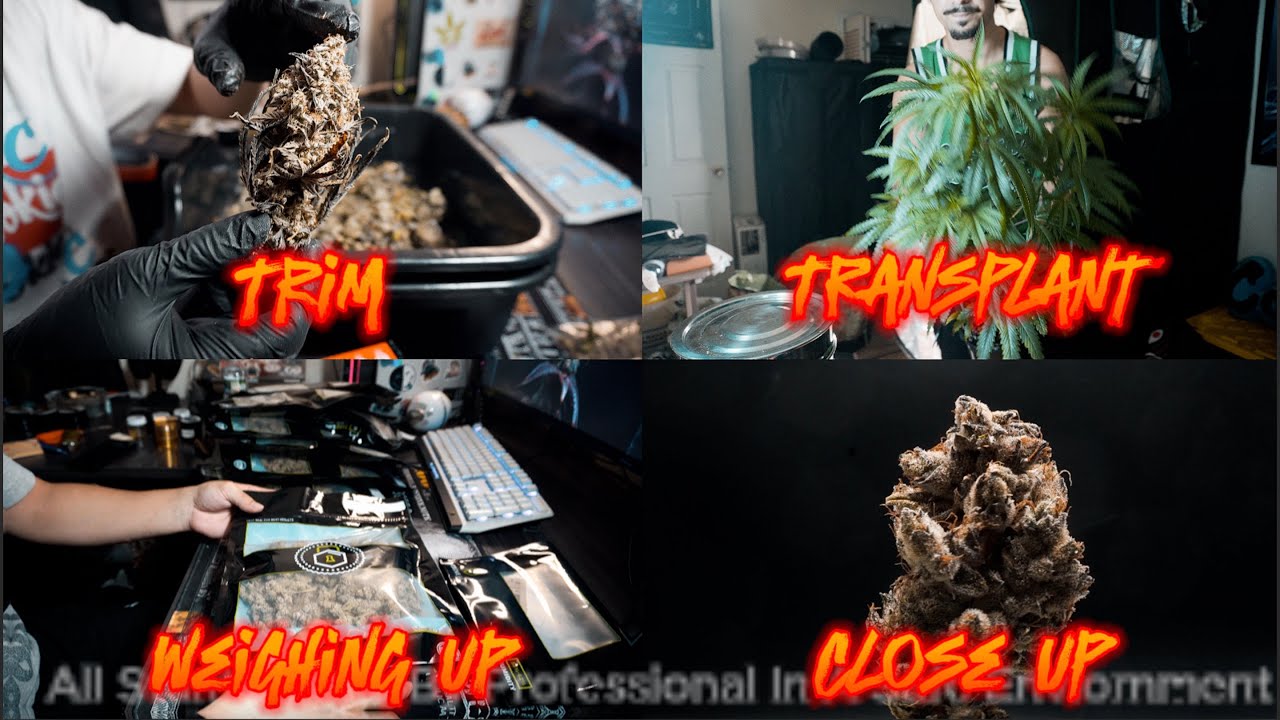 Trimming & Weighing Up My HomeGrown Plus Transplant & Close Ups