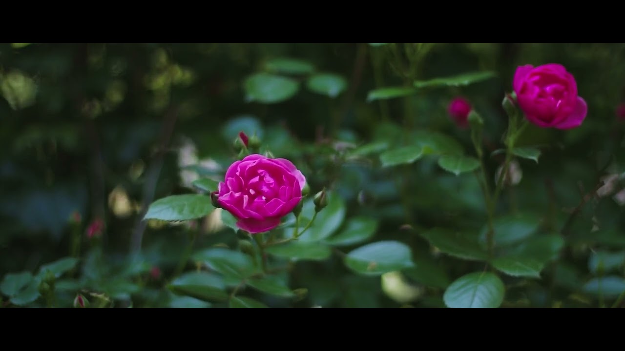 Canon EOS 70D | Magic Lantern | 2.35:1 | Canon 50mm f1.4 USM  | 4K Video(Ansan Korea)