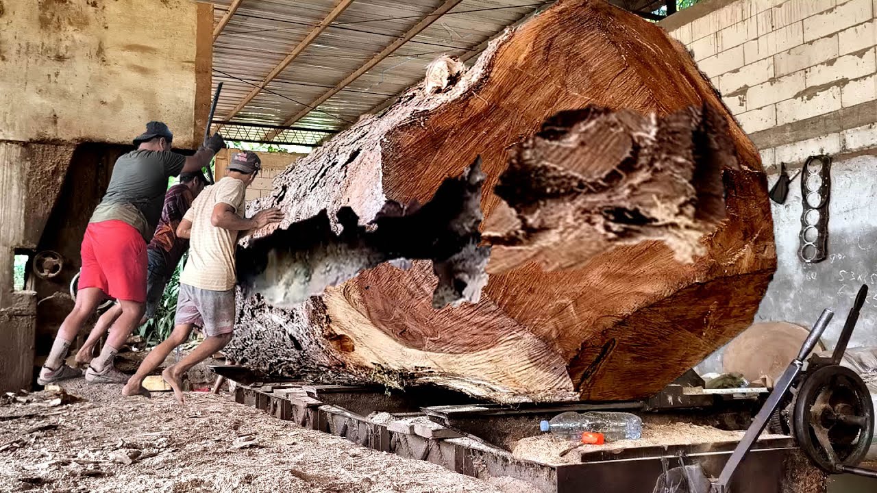 The terrifying moment a man sawed a 3 meter long trembesi tree