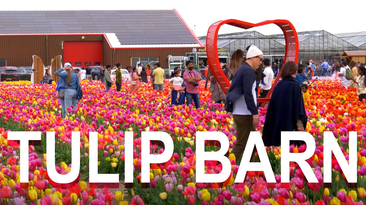 Exploring the Hidden Gem of The Tulip Barn 🌷